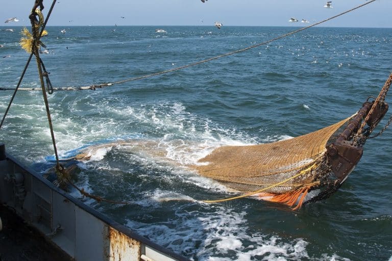 Pesca de arrastre, un retroceso ambiental