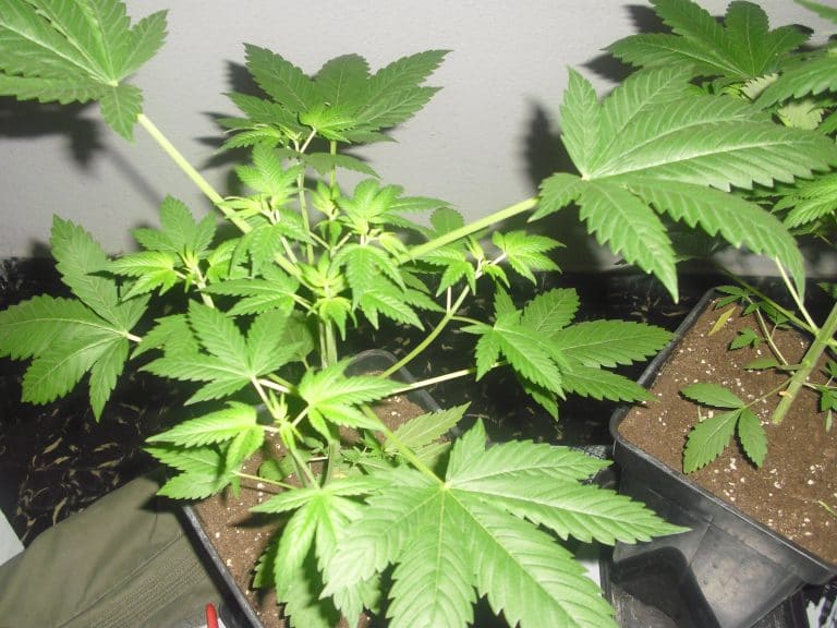 Corte Suprema de Brasil despenaliza la posesión de marihuana para uso personal