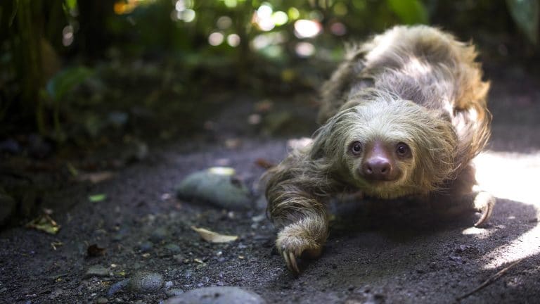 Campaña invita a turistas de EE. UU. y Canadá a nominar a sus personas esenciales para que visiten Costa Rica
