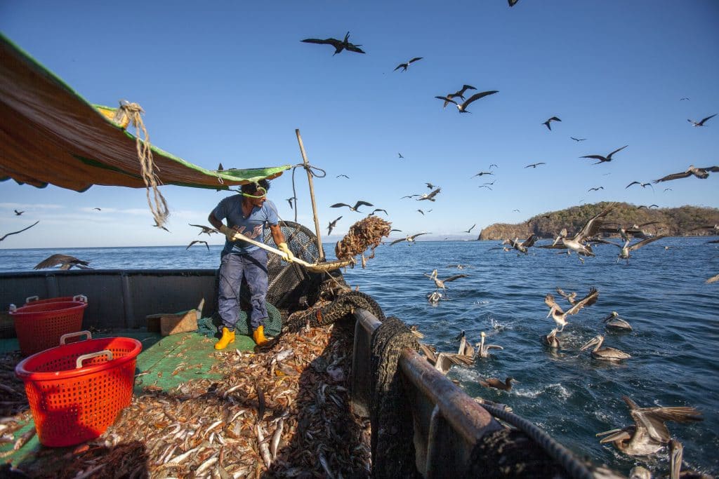 Imagen principal del artículo: Sector turismo, pesqueros artesanales y municipalidades dicen 'no' a reactivar pesca de arrastre