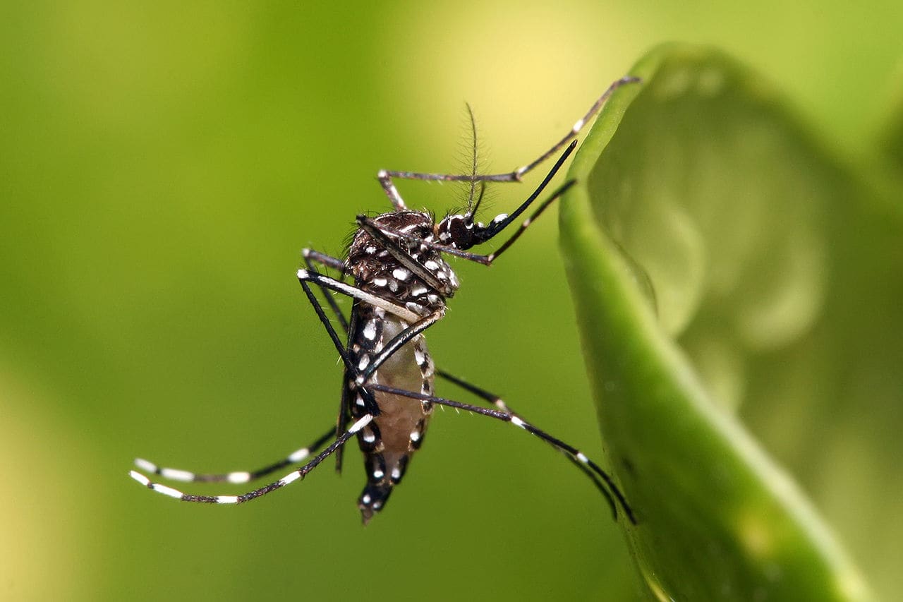 Imagen principal del artículo: Salud emite alerta sanitaria por aumento de casos de dengue en el país