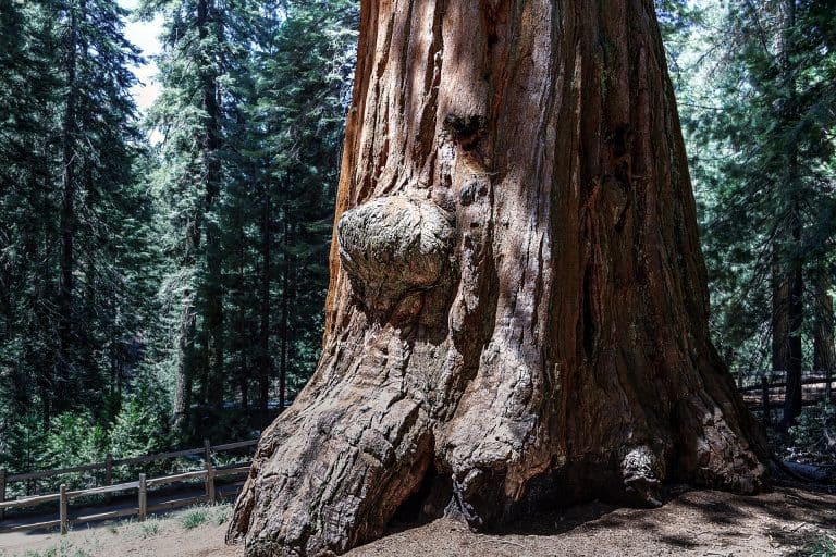 Ver el árbol, pero sin olvidar el bosque