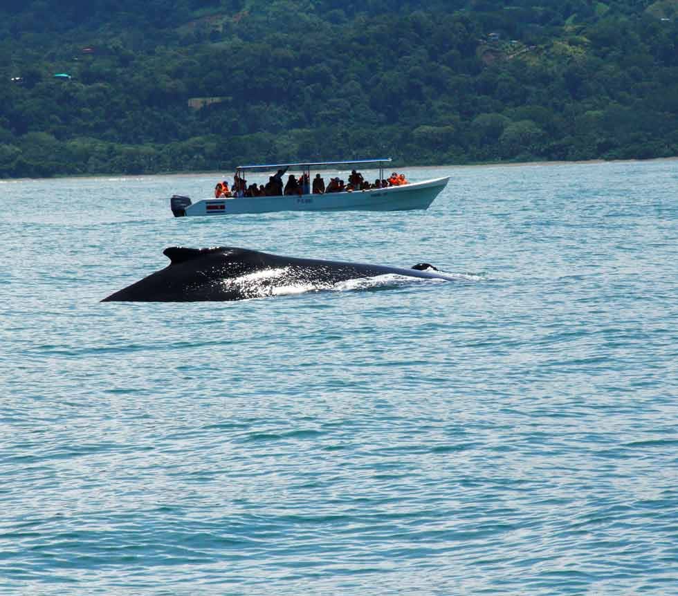 Imagen principal del artículo: Algunas consideraciones sobre el carné de avistamiento de cetáceos y los alcances de la potestad regulatoria del INCOPESCA
