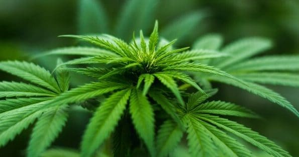 Tribunal de Alajuela impuso ocho años de prisión a un abogado por cultivar marihuana