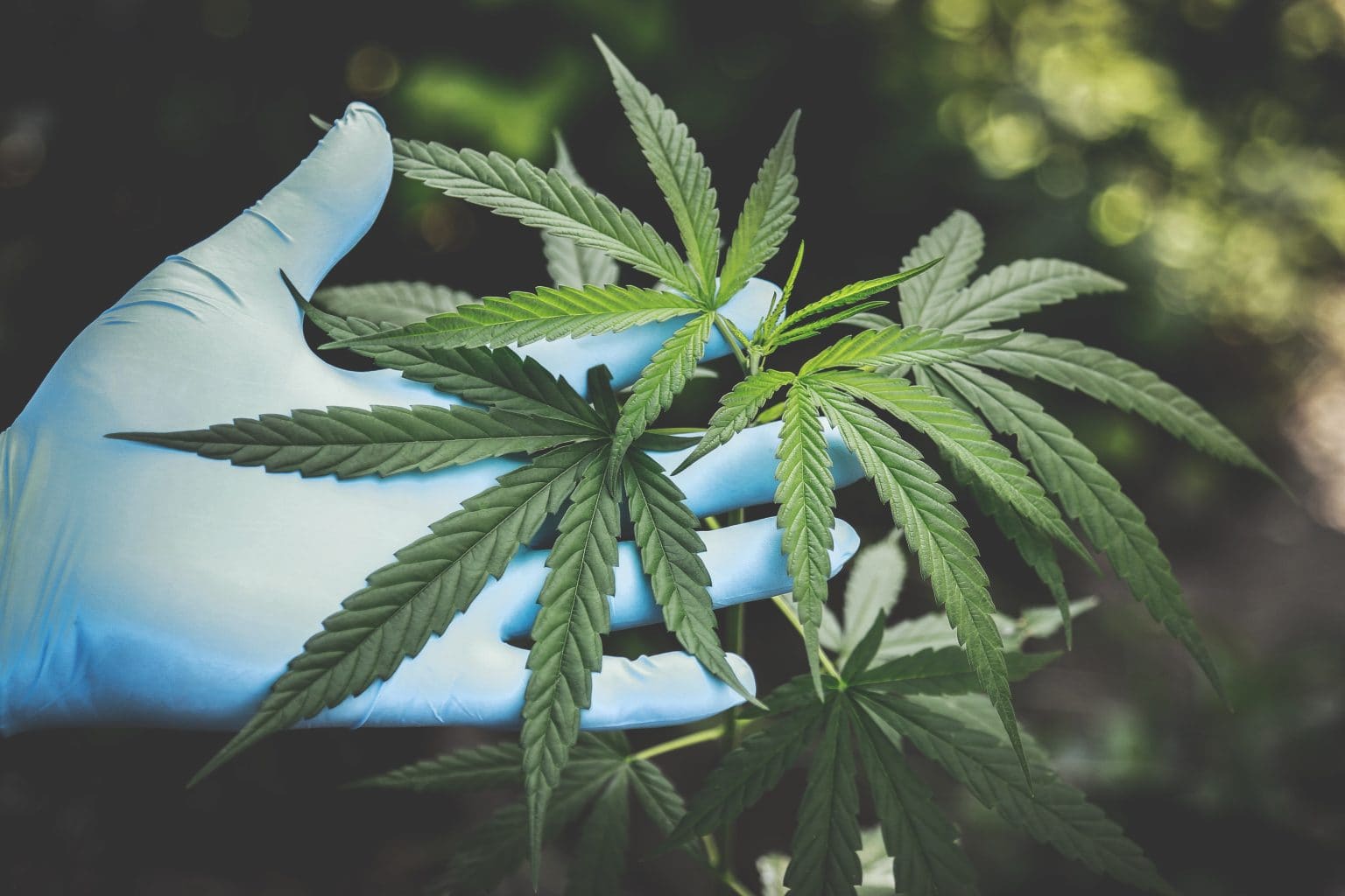 Imagen principal del artículo: Diputadas piden al Ejecutivo no vetar ley de cáñamo y cannabis medicinal