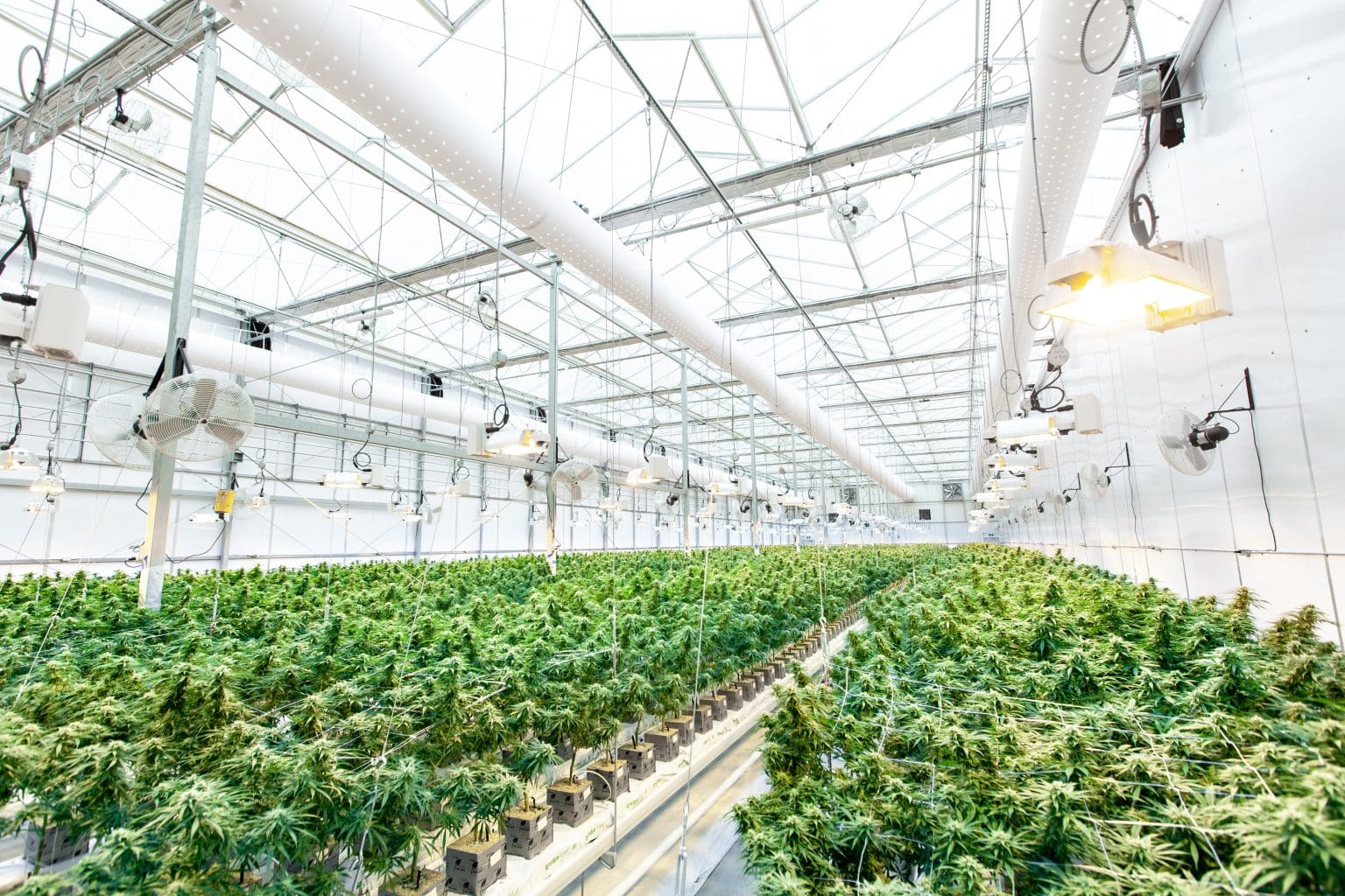 Imagen principal del artículo: MAG otorga a Ingenio Taboga primer permiso de cultivo y procesamiento de cáñamo en Costa Rica