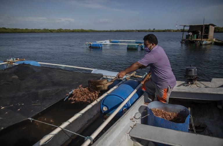 Jaulas marinas en Nicaragua, una apuesta para salvar al mar y empoderar a los pescadores