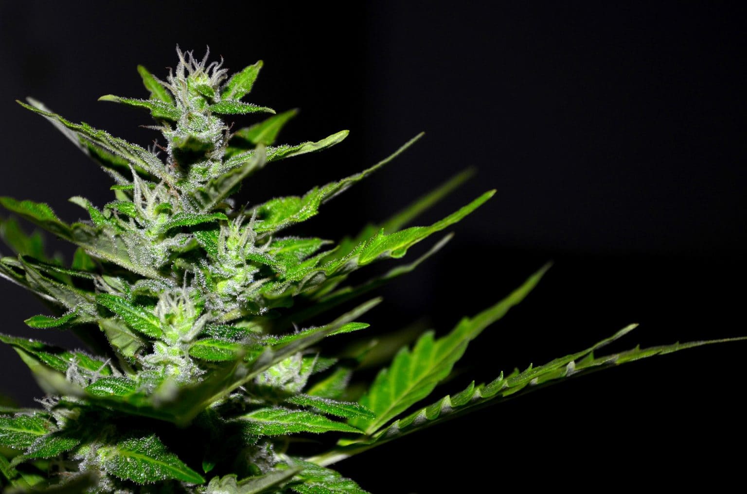 Imagen principal del artículo: Aprobado plan de cannabis medicinal y cáñamo industrial; diputados piden al Presidente no vetar la ley