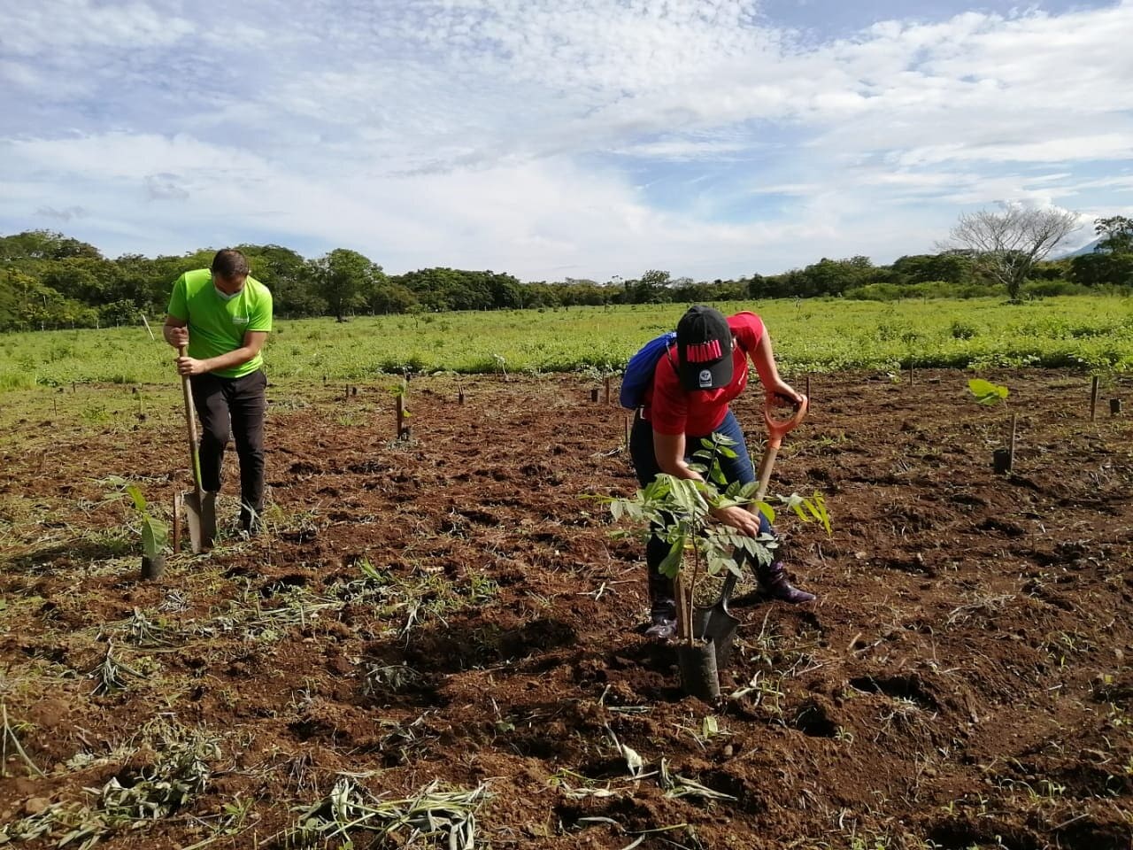 Imagen principal del artículo: Aeropuerto Daniel Oduber reforestó 5000 metros cuadrados de bosque dentro del Área de Conservación Guanacaste