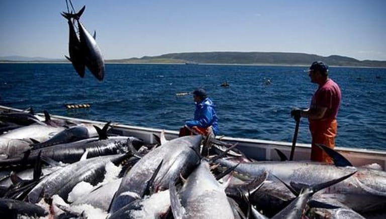 Costa Rica entra en lista de países con pesca ilegal, sin reportar y sin reglamentar