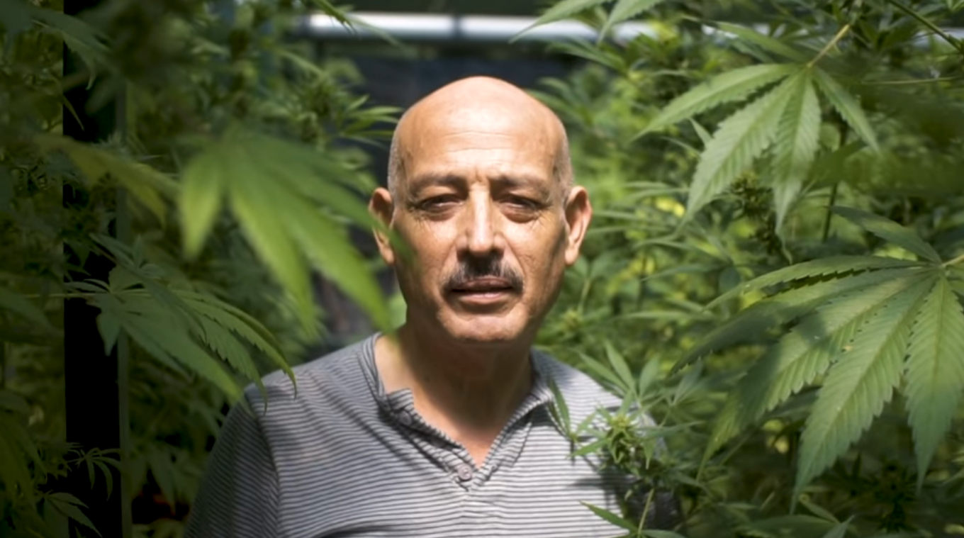 Imagen principal del artículo: En firme condena de 8 años de cárcel contra abogado Mario Cedas por cultivo de marihuana