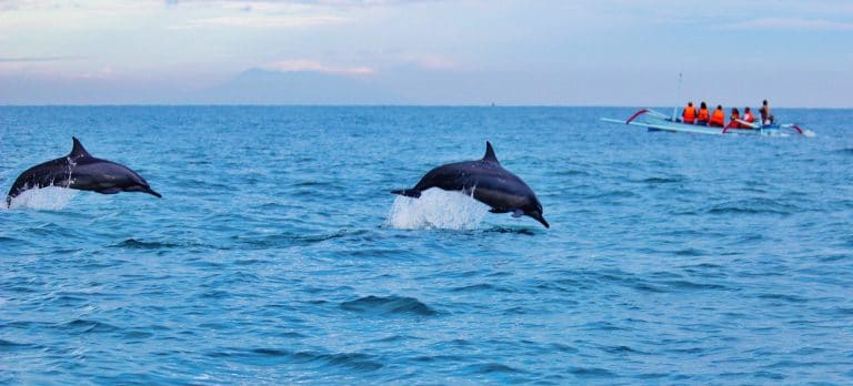 La pesca de atún de cerco amenaza a los delfines en Costa Rica