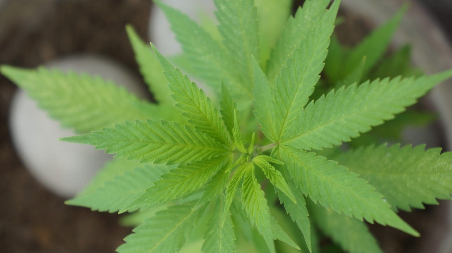 Imagen principal del artículo: Legalización de la cannabis recreacional