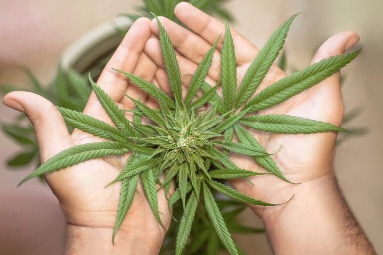 El error de vetar al cannabis y el cáñamo