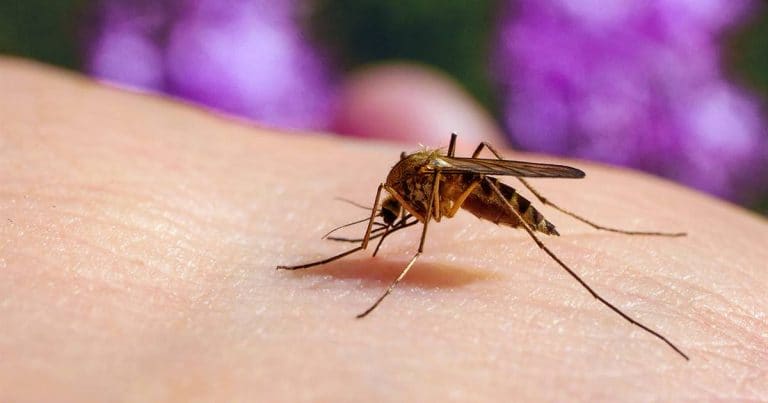 Estados Unidos emite alerta sanitaria por malaria en Costa Rica: Salud reporta 139 casos en región Huetar Caribe