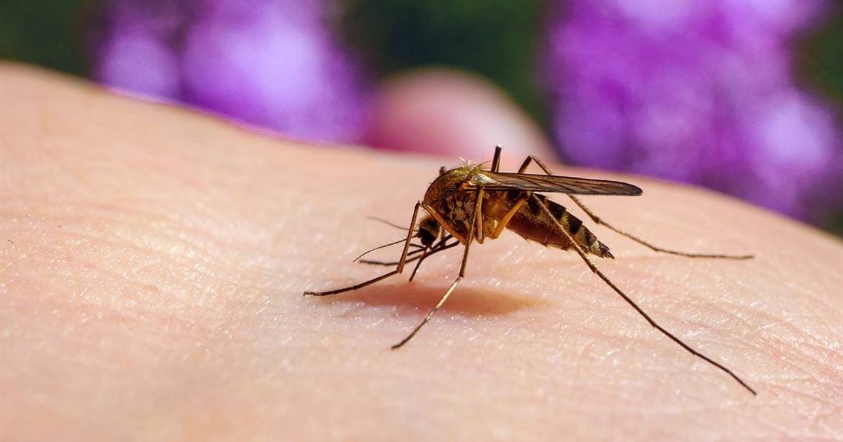 Imagen principal del artículo: Crucitas concentra 73% de los casos de malaria registrados en el país