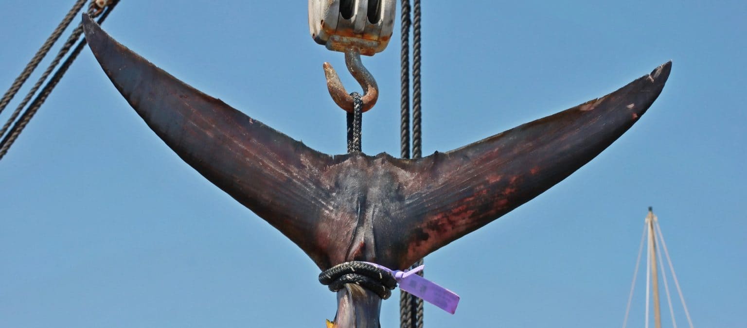 Imagen principal del artículo: Propuesta de ley promueve descuentos en licencias de pesca de atún