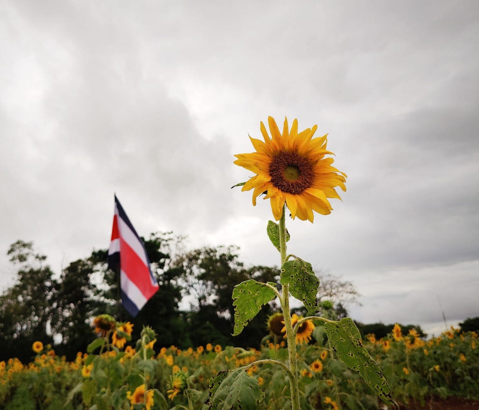 Imagen principal del artículo: Pital de San Carlos se adorna con la floración de girasoles más grande de Centroamérica