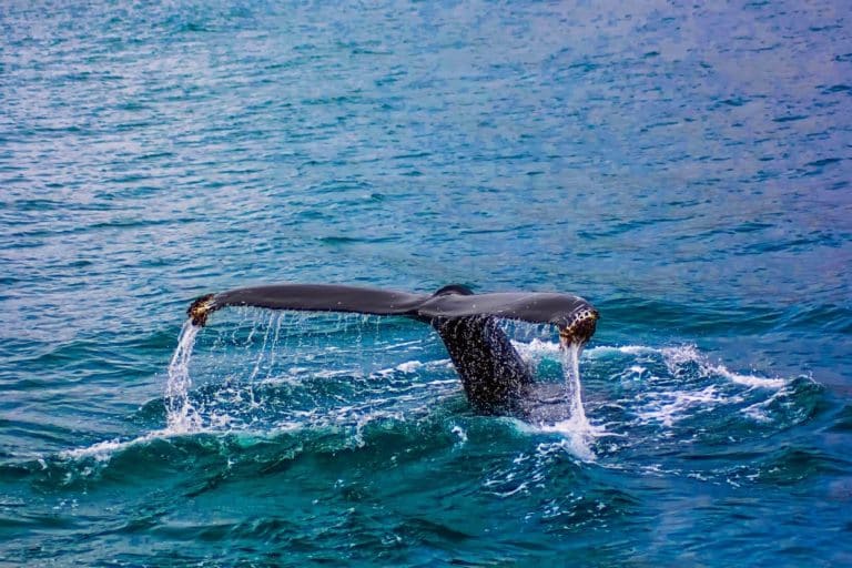 For the Oceans fortalece cooperación con CRRH-SICA para proteger ecosistemas costeros y marino-pesqueros