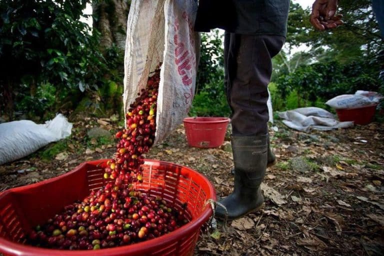 Congreso aprueba descuento del 50% a pagos migratorios que deben hacer trabajadores agrícolas extranjeros