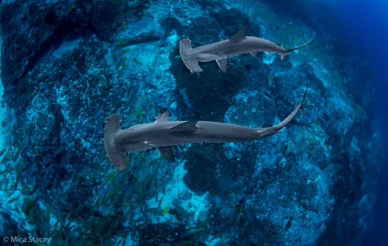 Tribunal Contencioso Administrativo rechazó medida cautelar en contra de la pesca del tiburón martillo