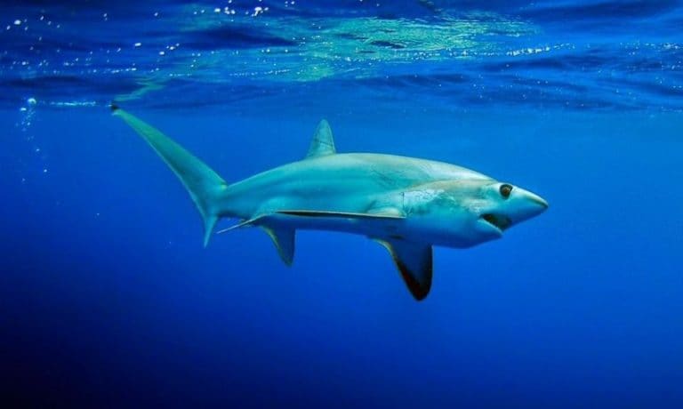 Diputados de Puntarenas buscan frenar proyecto que prohíbe pesca de tiburones bajo amenaza o en peligro de extinción