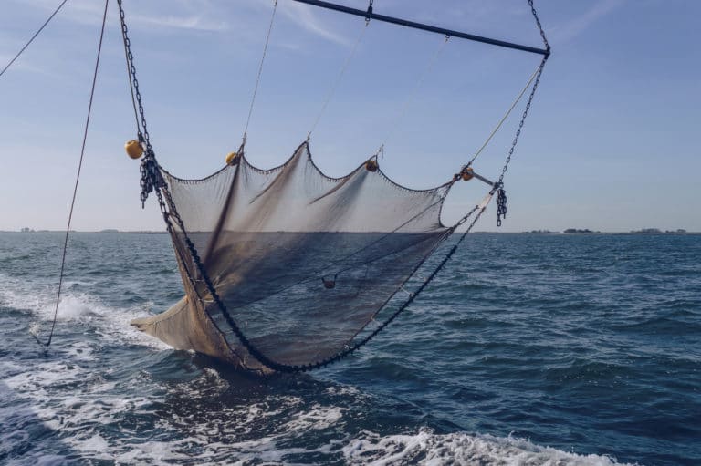 MarViva demanda a Incopesca para detener estudios sobre pesca de arrastre