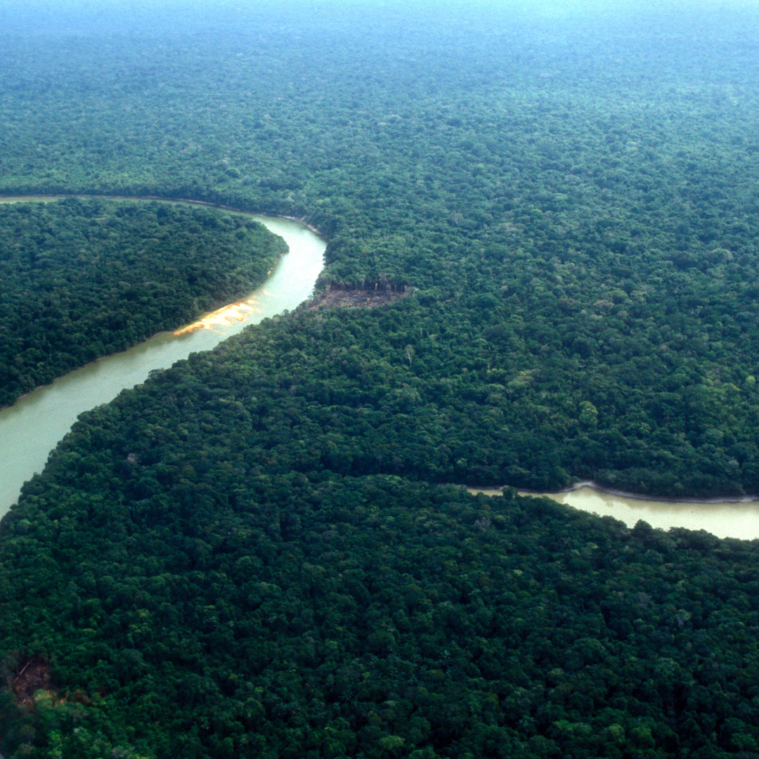 Imagen principal del artículo: Crean Alianza Amazónica de Combate a la Deforestación