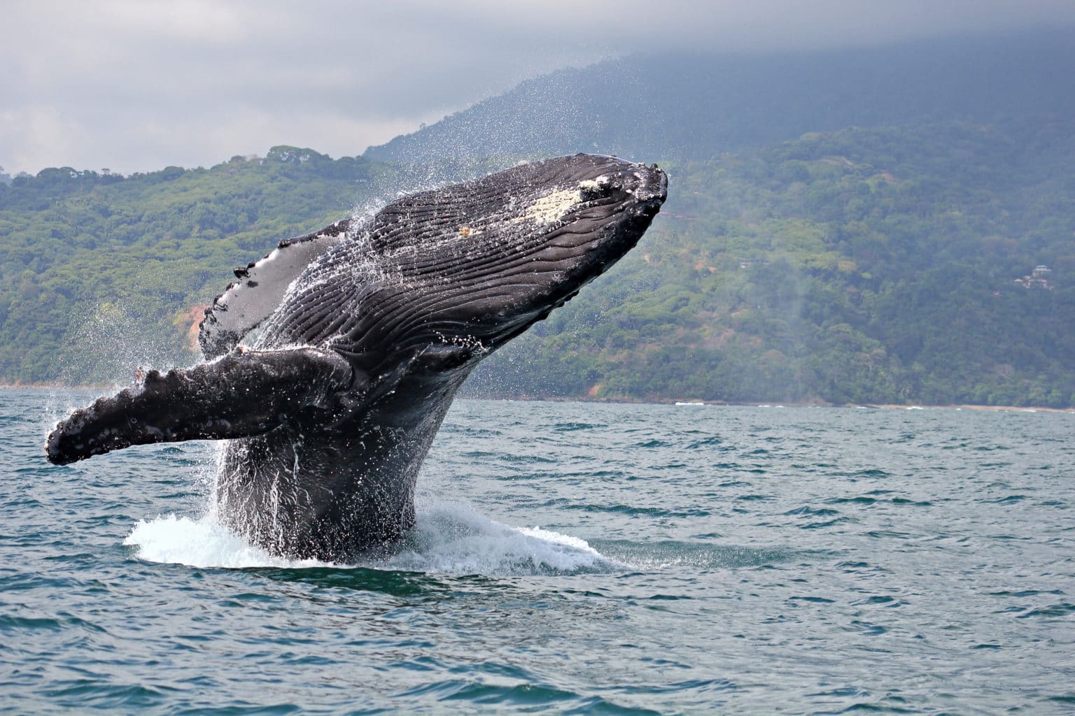 Imagen principal del artículo: ¿Amante de las ballenas y delfines? Bahía Ballena vivirá festival de avistamiento este fin de semana