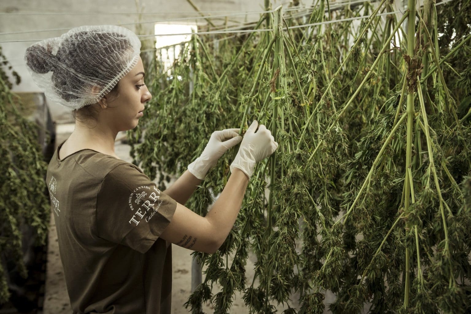 Imagen principal del artículo: Desentrañando mitos en la era de la medicina cannábica