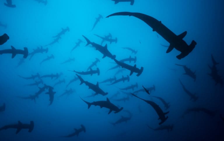 Tiburones y rayas buscan aguas más profundas en la Isla del Coco para evadir el calentamiento de la superficie marina