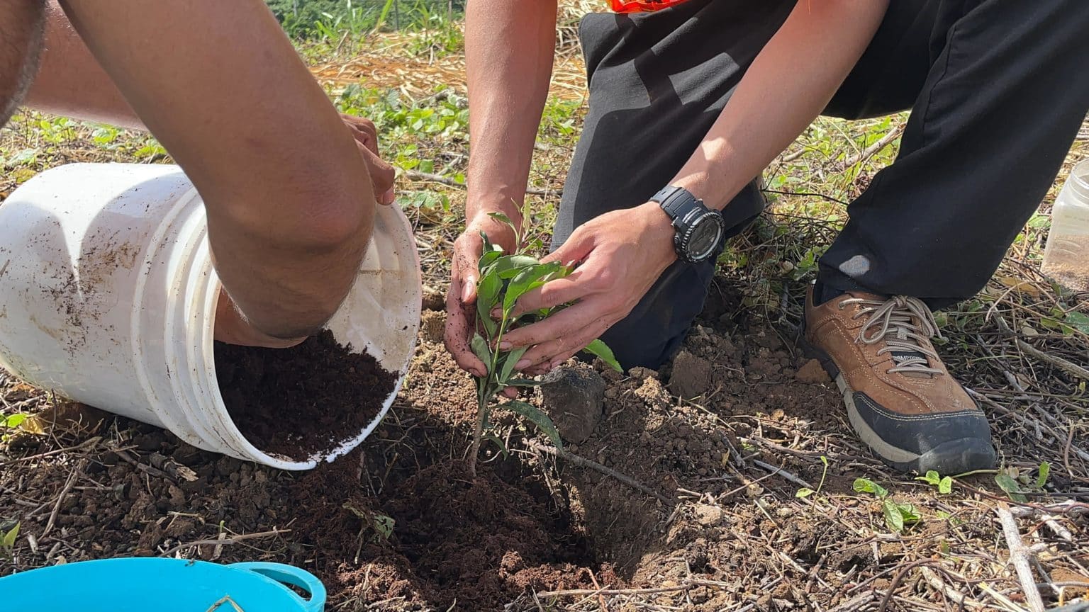 Imagen principal del artículo: Primer eco bosque del Gran Área Metropolitana se establece en Liceo de Cascajal de Coronado