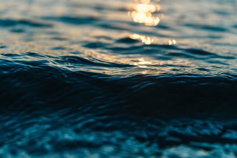 Más allá de su encierro en una lata: generosidades marinas indebidas