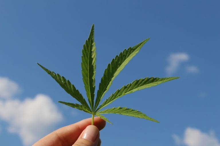 Llaves internas: una telaraña sobre el cannabis