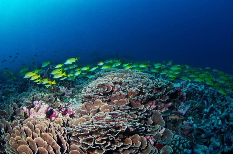 Corales en emergencia: 44% de las especies se enfrentan a la extinción