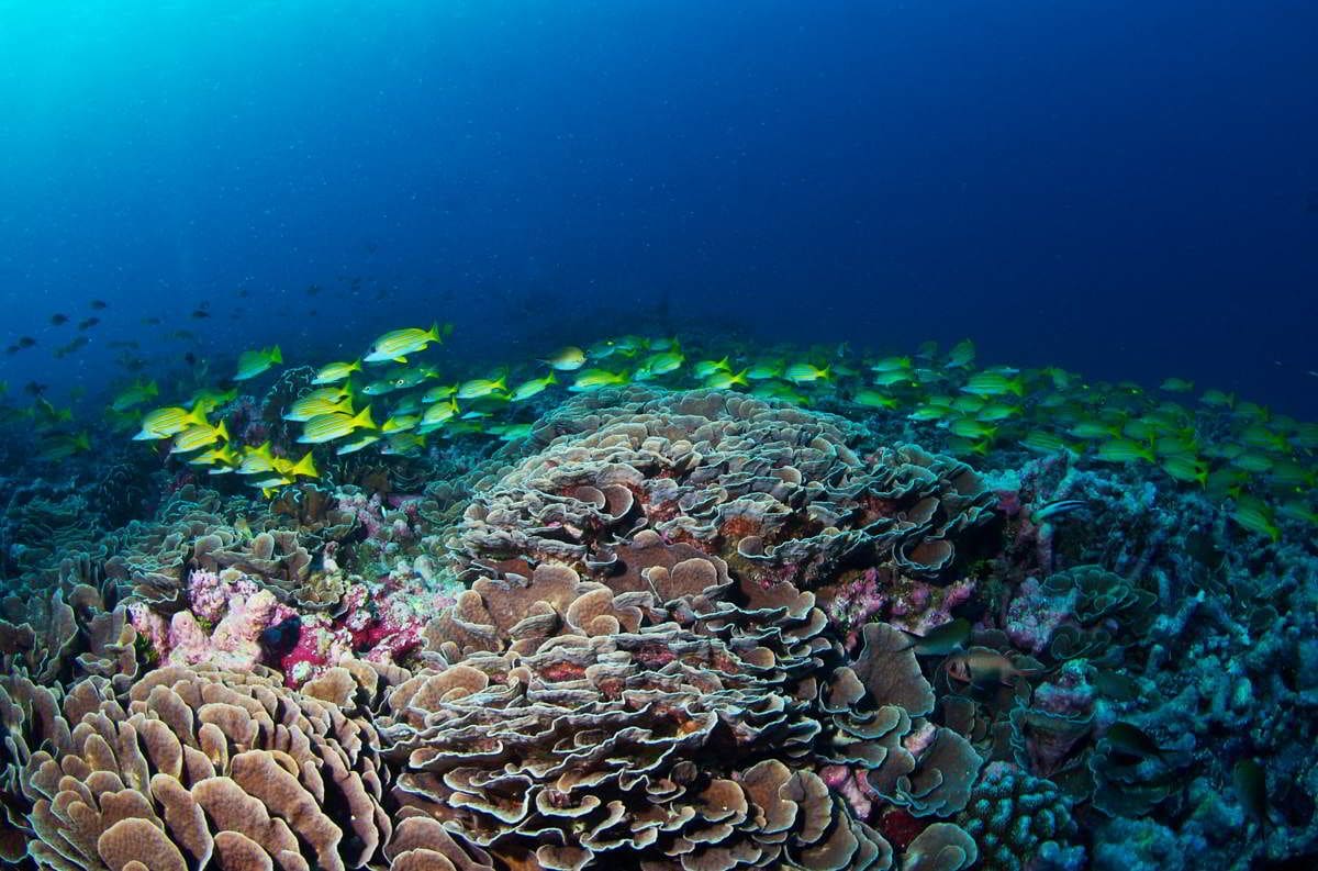 Imagen principal del artículo: Corales en emergencia: 44% de las especies se enfrentan a la extinción