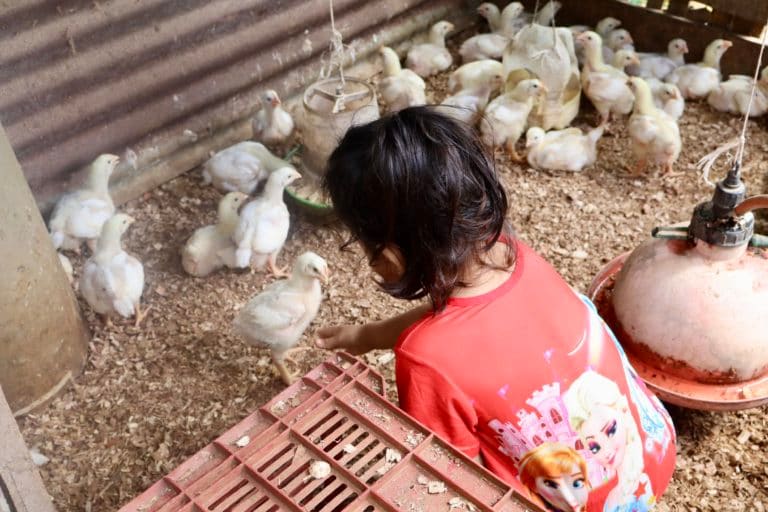 FAO, UNICEF y gobiernos locales trabajan por sistemas agroalimentarios sostenibles en Buenos Aires y Guatuso