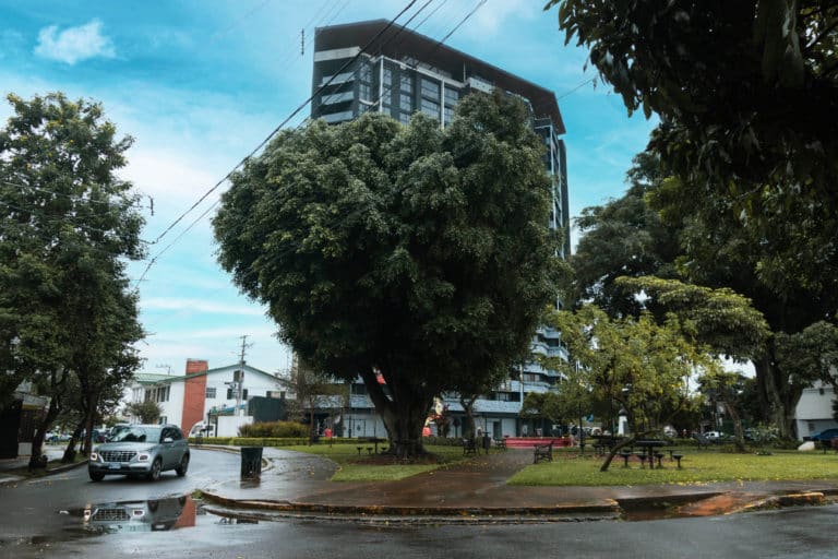 Municipalidad de San José incumple fallo de la Sala Constitucional sobre entrega de información del plan de repoblamiento