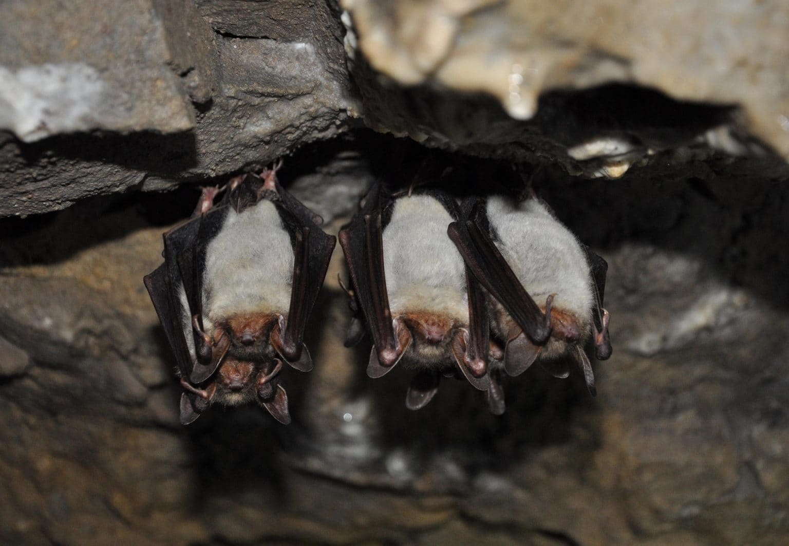 Imagen principal del artículo: UNA recomienda uso de mascarilla en cavernas tras casos de histoplasmosis en turistas