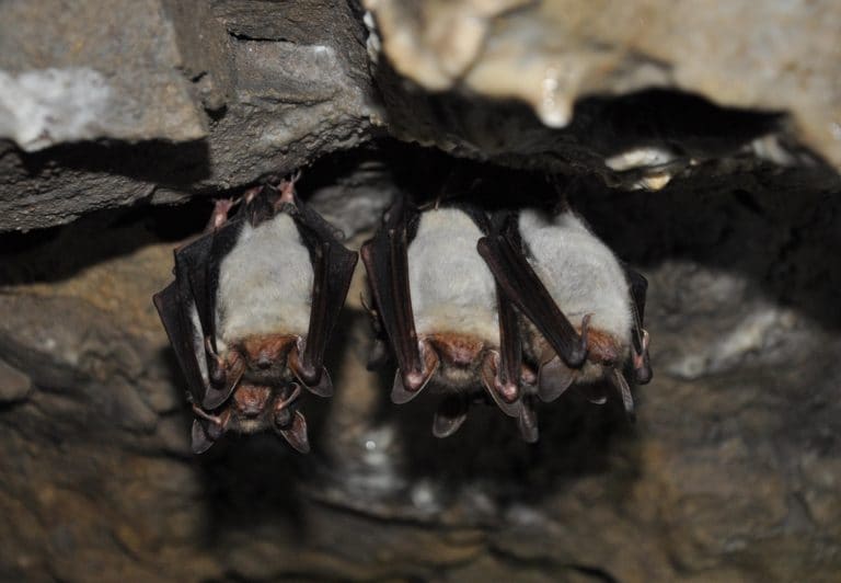 UNA recomienda uso de mascarilla en cavernas tras casos de histoplasmosis en turistas