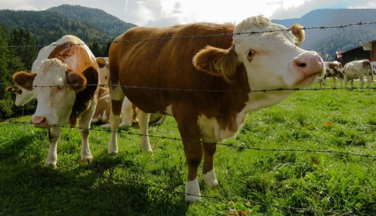 Costa Rica abre mercado a Brasil para subproductos bovinos y maíz palomero