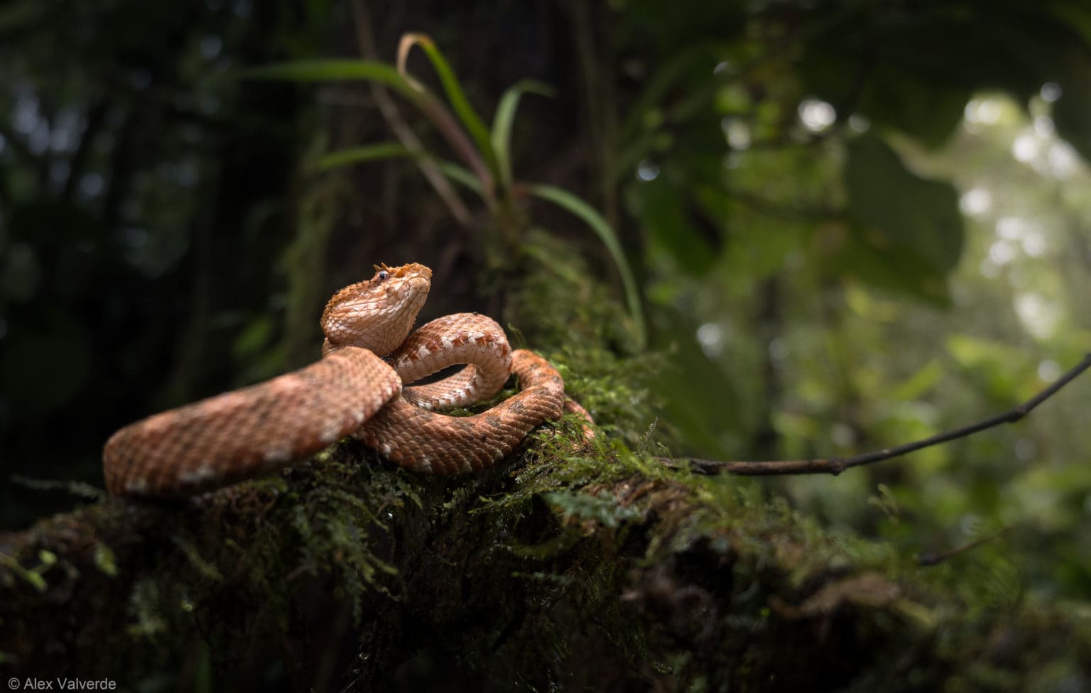 Imagen principal del artículo: Más de 5000 anfibios y reptiles fueron registrados en segundo conteo nacional