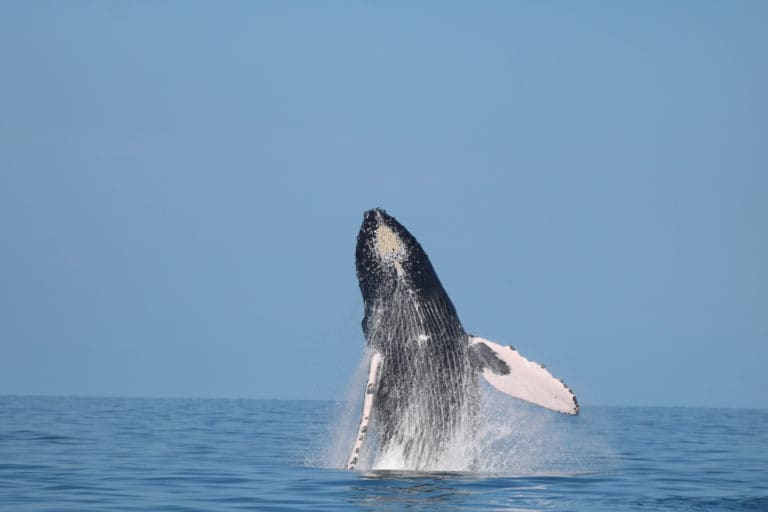 Delfines, ballenas y aventura: Bahía Aventuras le lleva al corazón del Parque Marino Ballena