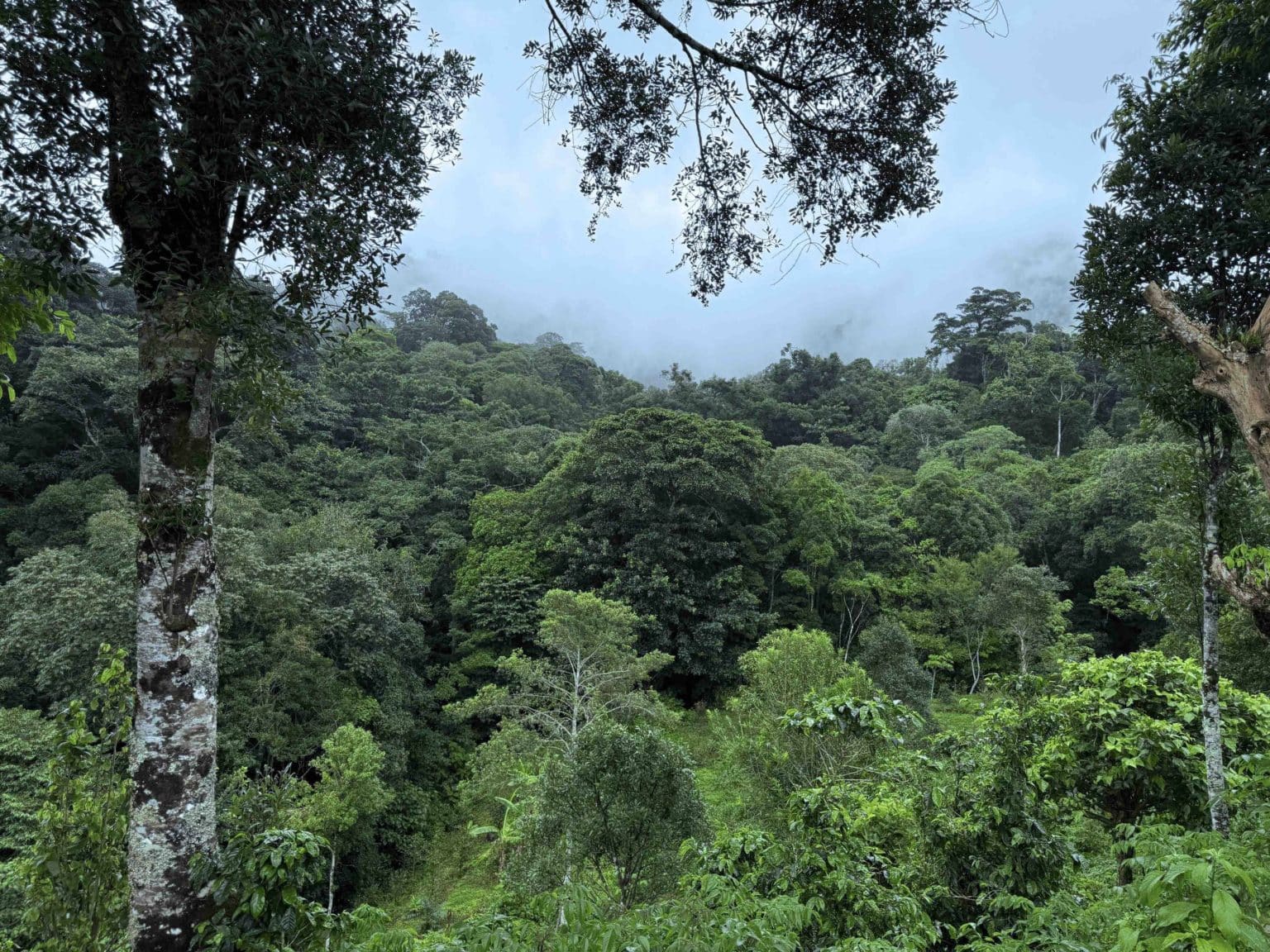 Imagen principal del artículo: Solo dos partidos aprueban con nota alta análisis ambiental de planes de gobierno