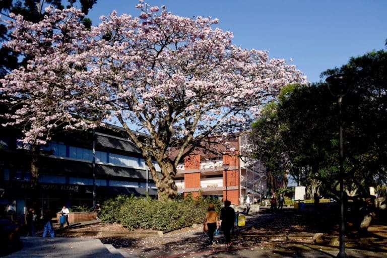 UCR crea el Observatorio del Estado Constitucional de Derecho