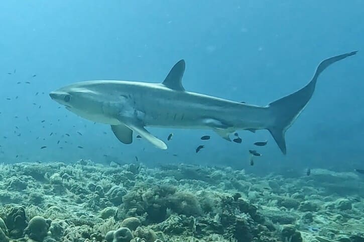 Piden frenar exportación de tiburón zorro por nueva protección internacional