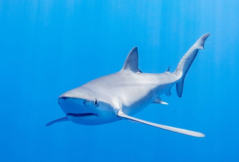 Costa Rica participa en la COP20 de CITES y reafirma prohibición sobre pesca de tiburón oceánico punta blanca