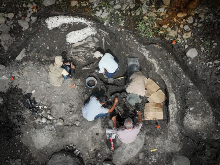 Fósiles de mastodonte y perezoso gigante hallados en Cartago tendrían entre 10.000 y 40.000 años de antigüedad