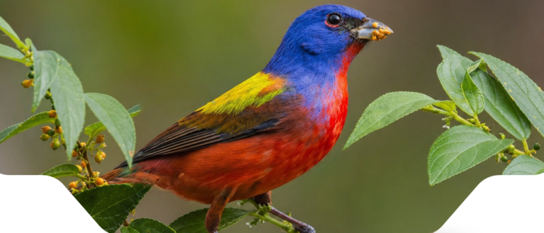 Sarapiquí será sede de la "Feria de Aves de Norteamérica 2026"