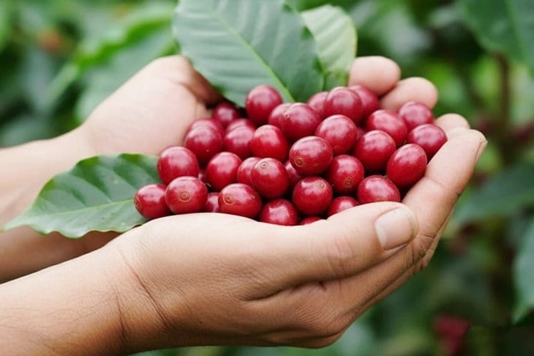 Cosecha segura: garantía para los recolectores de café